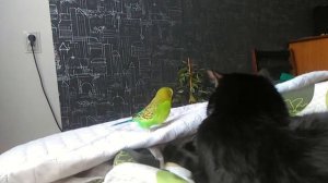 Попугай дразнит кота
