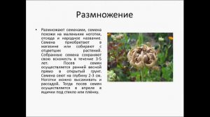 КАЛЕНДУЛА