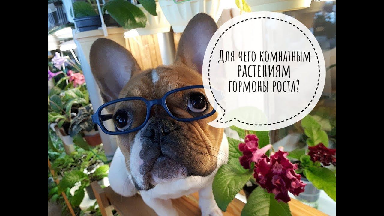 Для чего комнатным растения гормоны роста