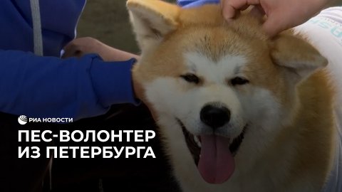 Пес-волонтер из Петербурга