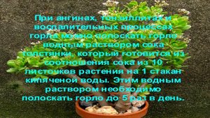 Полезные и лечебные свойства толстянки