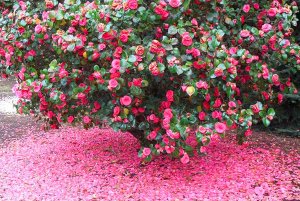 А.Вивальди. Концерт ля-минор для скрипки.