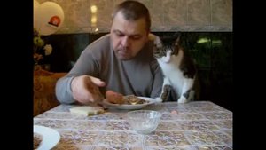 Кот ворует еду!
