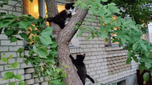Котята лазают по деревьям.