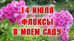 14 июля. Флоксы в моем саду (без названий)