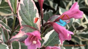 Вейгела цветущая Олл Саммер Монет (variegata) ? обзор: как сажать, саженцы вейгелы Олл Саммер Монет