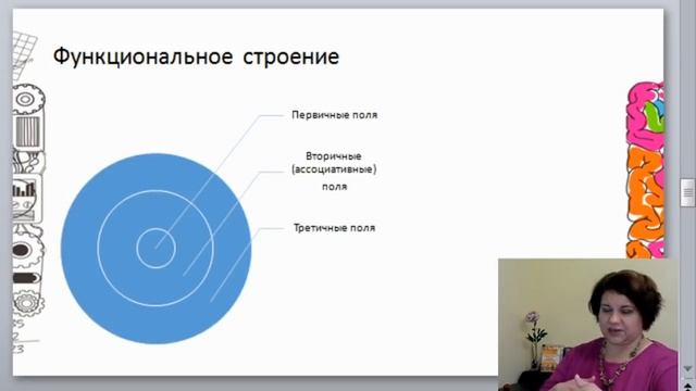 Функциональные блоки мозга