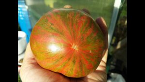 Томат "Ананас зебра" Ananas Zebra 2,9 кг с куста. Потрясающе красивый и вкусный помидор