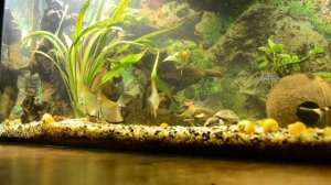 Наннакара неоновая Nannacara Neon Blue