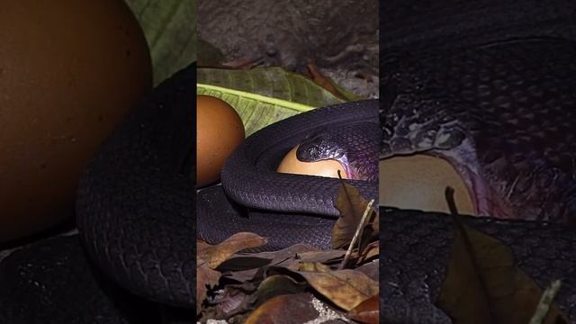 ЗМЕЯ ПРОГЛОТИЛА ОГРОМНЫЙ ЯЙЦО# SNAKE SWALLOWED A HUGE EGG