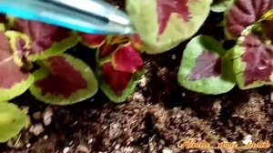 Выращиваю колеусы Конги из семян... видеообзор.