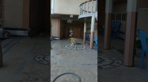 Парень научился ездить на задним колесе