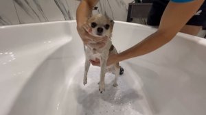 УМНАЯ СОБАКА МОЕТСЯ | НЕСКОЛЬКО ЛАЙФХАКОВ