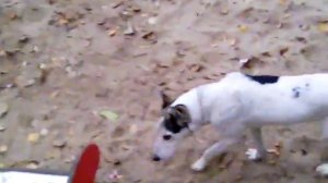 Большая собака напала на девачку