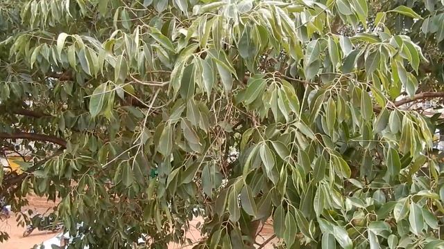 Nikon Coolpix S9600 Video Test Hand Held смотреть онлайн