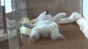 Маленький белый медвежонок