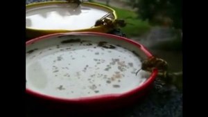 Как бороться с осами на своем участке