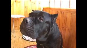 Говорящие собаки   ТОП 5  Приколы про говорящих собак)).mp4