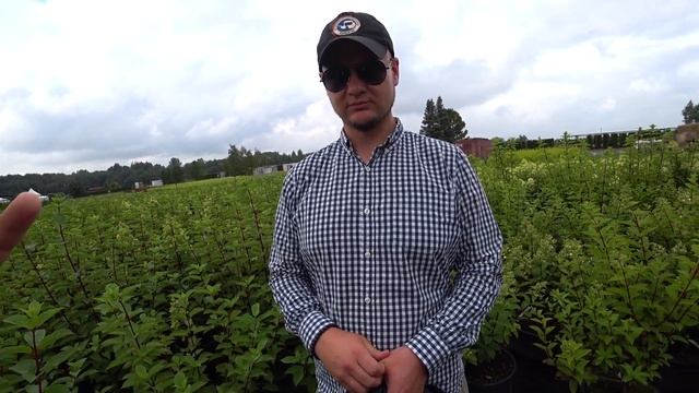 Гортензии крупномеры в контейнере С25 в питомнике Ниваки смотреть онлайн