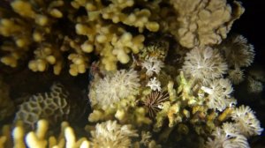 трубчатый маленький ежонок