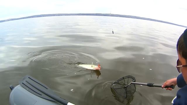 Уже не надеялись поймать судака. Ловля судака на отводной поводок . смотреть онлайн