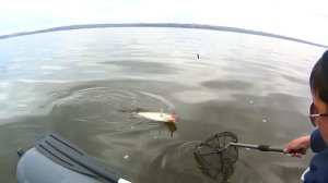 Уже не надеялись поймать судака. Ловля судака на отводной поводок .