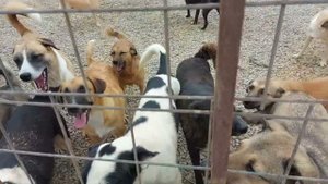 Ташкент.  Жара уходит.