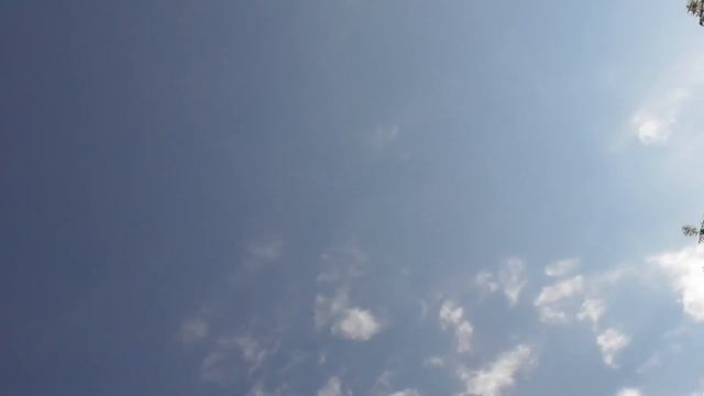 Порвали 8 штук! Гнездовая пара Соколов атакует моих Голубей! Смотрите до конца! смотреть онлайн