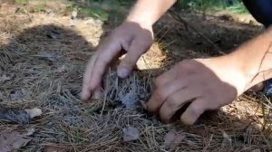 Сколько времени растёт гриб ? Перестанет ли расти боровик ,если на него посмотрит человек ?