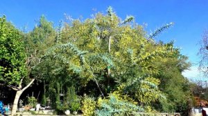 3 Year Update on Seed-Grown Acacia Baileyana Now Blooming