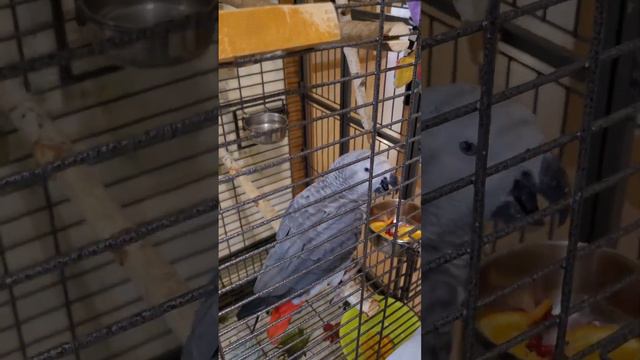 Остаться БЕЗ ПАЛЬЦА в ЗООПАРКЕ РАЗ ПЛЮНУТЬ! Инструкция поведения! смотреть онлайн