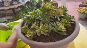 Re-arrange Over Grown Succulent Pot