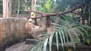 Sloth. Khao Kheo. Pattaya Zoo / Ленивец. Кхао Кхео. Зоопарк Паттайя
