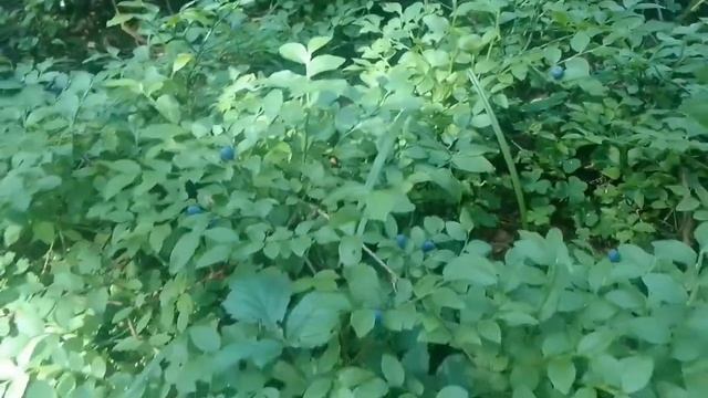 Черника в Лосином Острове 2022 смотреть онлайн