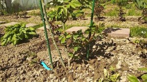 Роза Грэхам Томас (Graham Thomas)