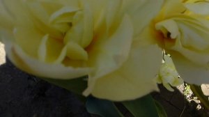 Тюльпан Exotic Emperor.