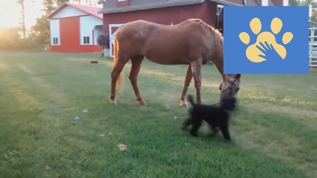 Супер смешные видео с Животными  | Юмор Для Поднятия Настроения | Помощь Животным | Приколы Дикие
