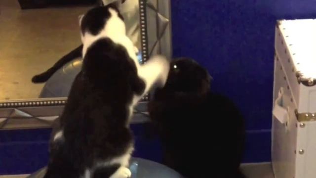 Котятам страшно смотреть онлайн