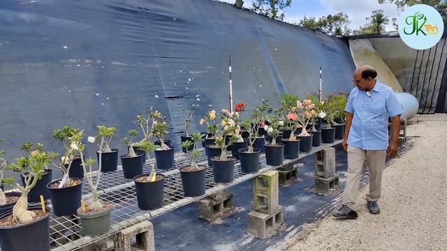 Excelsa Gardens Nursery - Plant Nursery in Loxahatchee Groves, Florida
