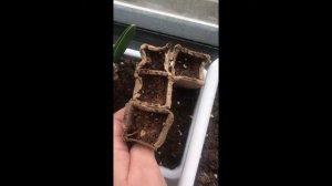 Видео урок как вырастить самостоятельно личи дома на подоконнике