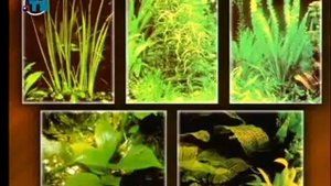 Аквариумистика. Урок 7. Разнообразие водных растений