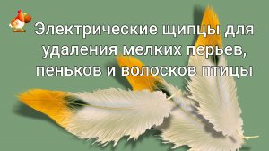 Электрические щипцы для удаления мелких перьев при ощипывании кур и другой птицы