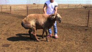 ООО Волгоград Эдильбай. Взрослые бараны производители