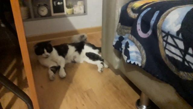 Моя Кошка Родила Трёх Котят. смотреть онлайн