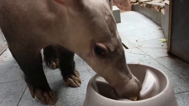 Как помыть трубкозуба смотреть онлайн