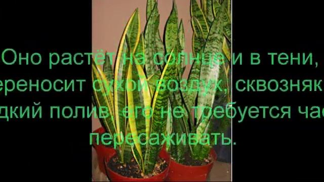 Комнатные растения. ТОП полезных для здоровья комнатных растений. Часть 1. смотреть онлайн
