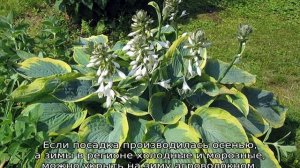 Хоста Зибольда