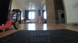 Что будет если Той терьер останется один дома? Скрытая камера!