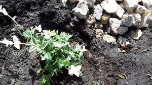 БЕРЕСКЛЕТ ПОЛЗУЧИЙ.ДЕКОРАТИВНЫЙ КУСТАРНИК. ПРАВИЛЬНАЯ ПОСАДКА В ОТКРЫТЫЙ ГРУНТ.