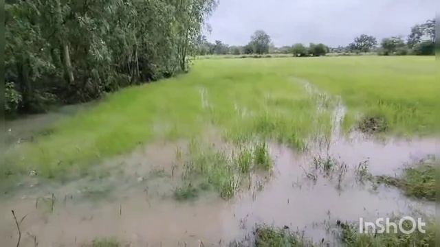 บ่าวกบพาชมบรรยากาศฝนตก/น้ำท่วมนาข้าว#บ่าวกบพาม่วนชวนเก็บเห็ด смотреть онлайн